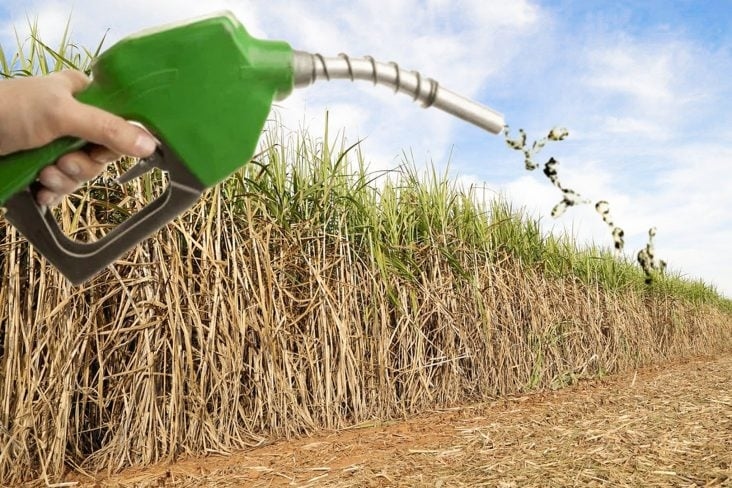 Biocombustível usado nos automóveis pode estar a dizimar florestas