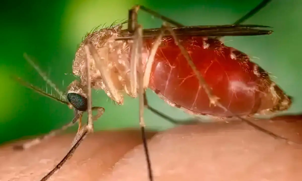 Rio conferma altri due decessi per febbre di Oropouche