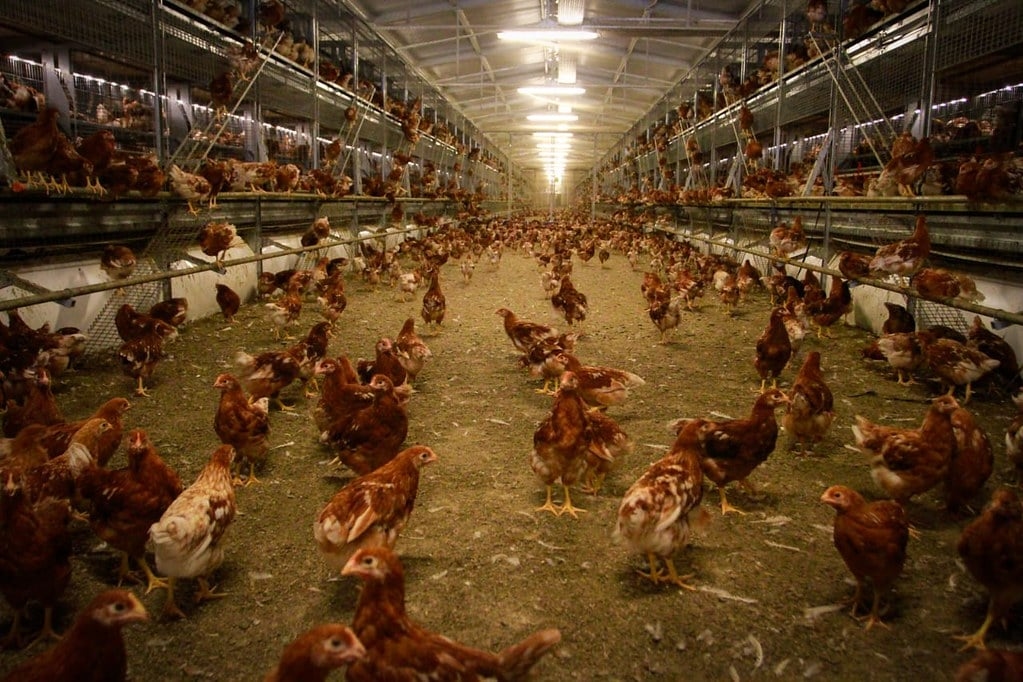 Sehen Sie sich die Liste der Länder an, die den Kauf brasilianischer Hühner nach einem Fall von Vogelgrippe ausgesetzt haben