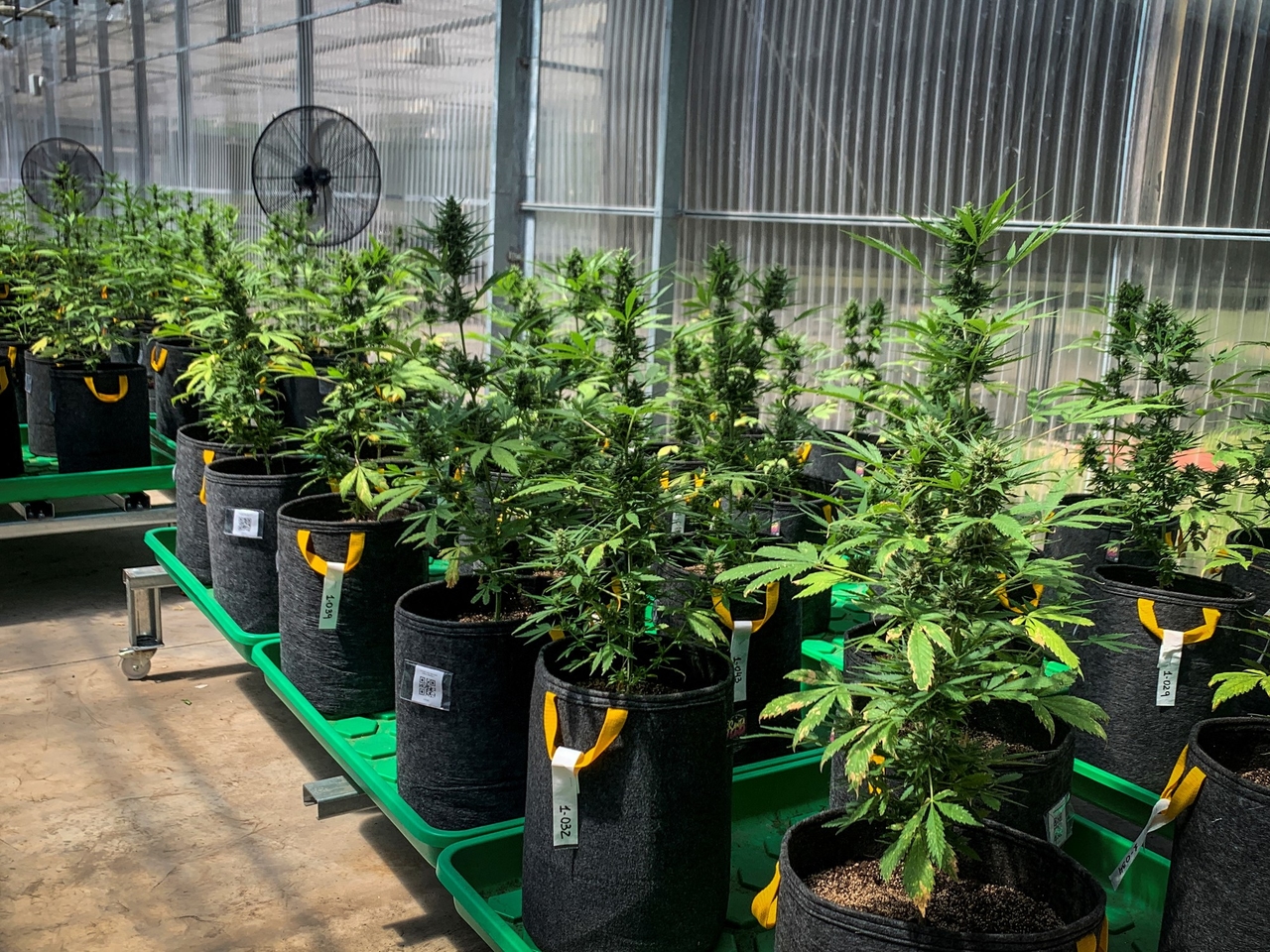 Medizinisches Cannabis: Nach Warnungen vor „unsachgemäßem und missbräuchlichem Gebrauch“ hat die Regierung einen neuen Regulierungsrahmen geschaffen.