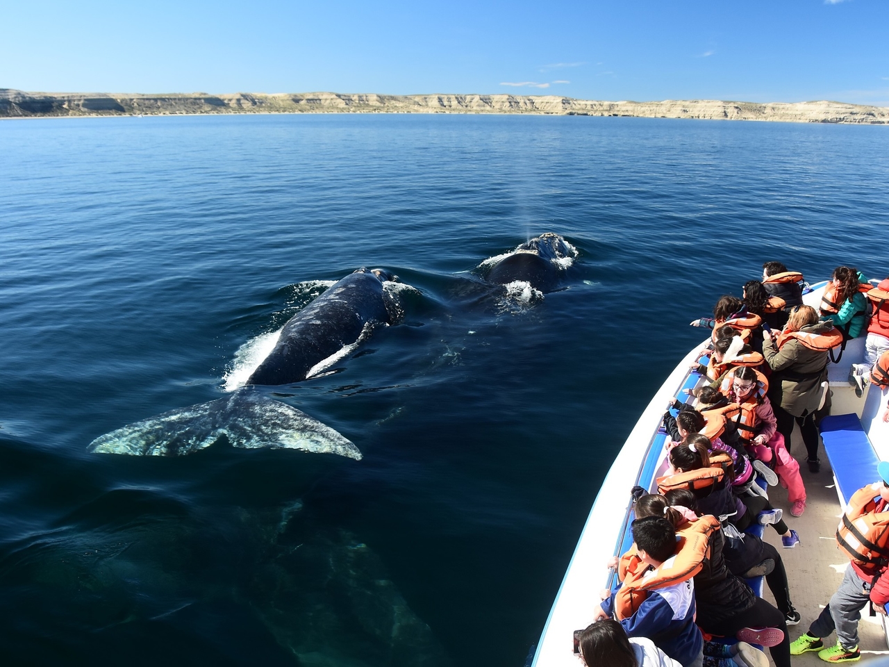 When does whale watching season begin in Puerto Madryn and prices for winter vacation excursions?