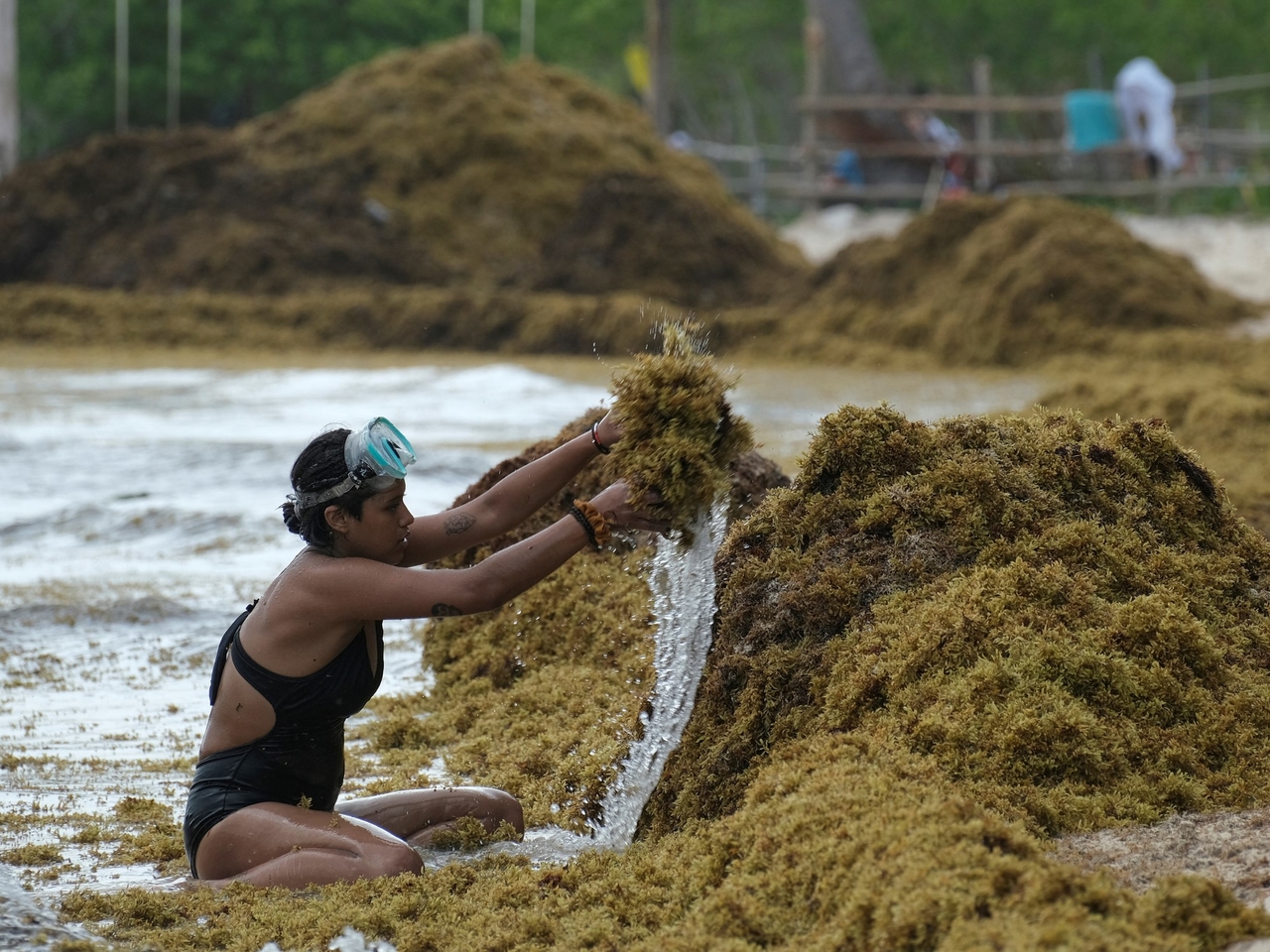 Alarm an karibischen Stränden wegen Sargassum, das bereits 2025 einen Rekord darstellt.