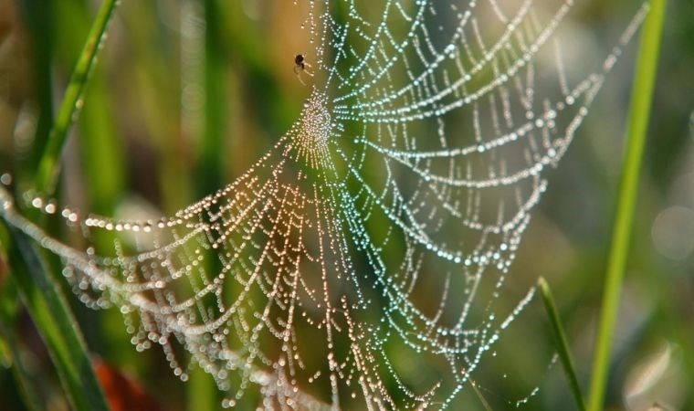 Certaines araignées tissent des toiles insonorisantes