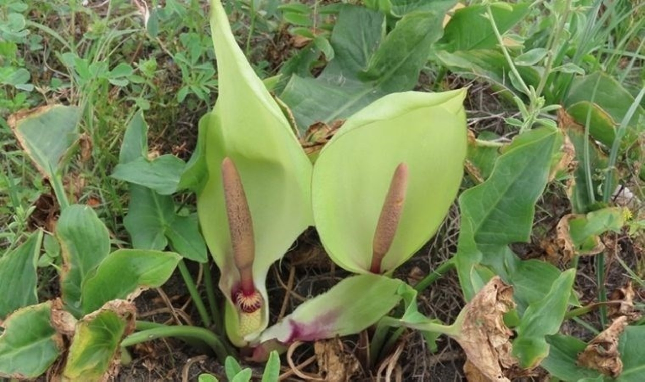 Une nouvelle espèce de plante coussin serpent fait son entrée dans la littérature