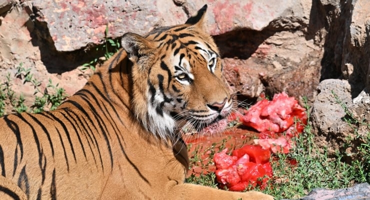 Un « menu spécial » pour les tigres du parc animalier de Gaziantep