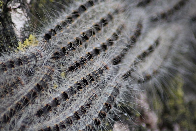 Slowly but surely: the oak processionary caterpillar is back
