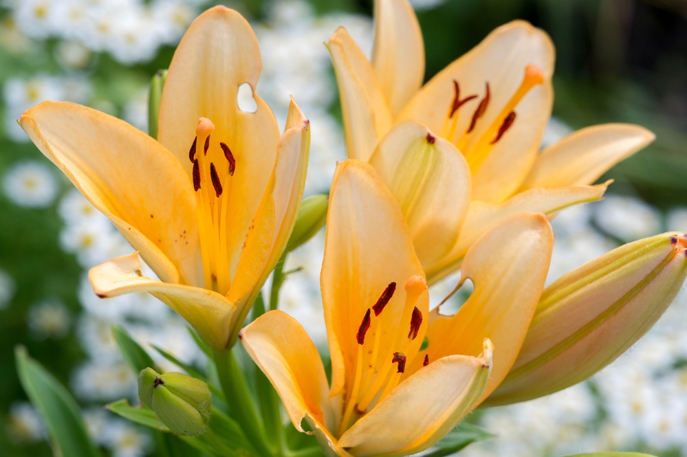 Court upholds Limburg lily-growing ban over health fears