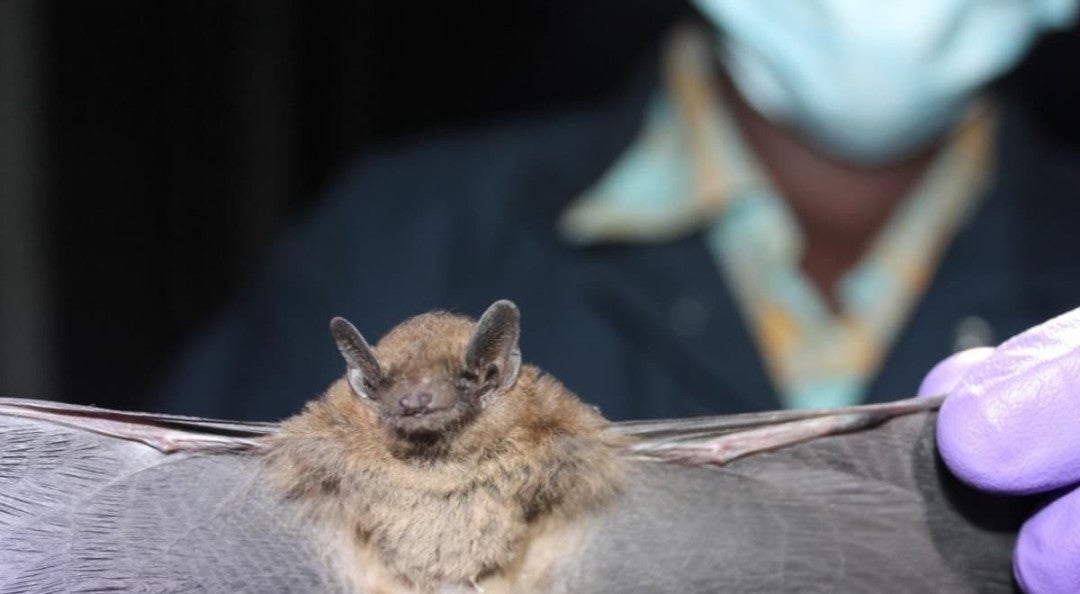 Le nouveau coronavirus présent chez les chauves-souris ne peut pas être transmis à l’homme