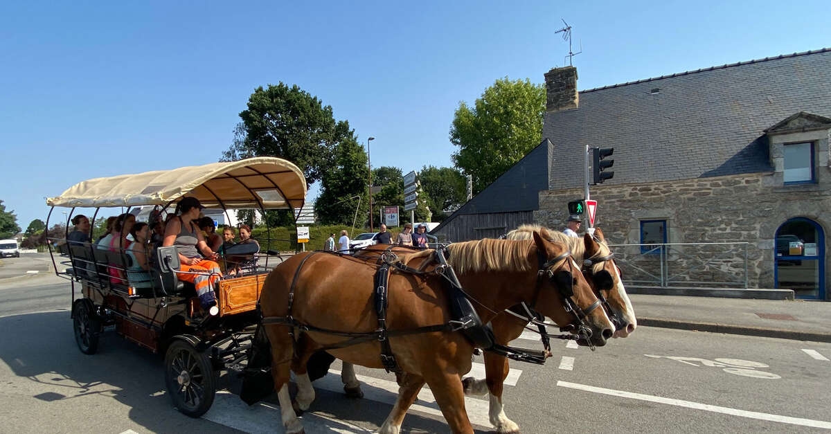 Questembert (56): environmentalists launch a petition, supported by Aymeric Caron, against the use of draft horses for school transport and waste collection