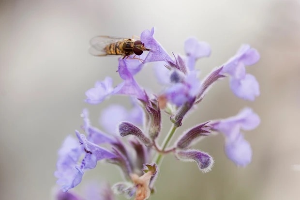 14 Flores Ricas em Néctar para Polinizadores