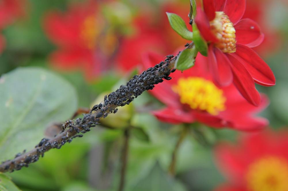 Ziekten en plagen bij dahlia’s: dit kun je ertegen doen