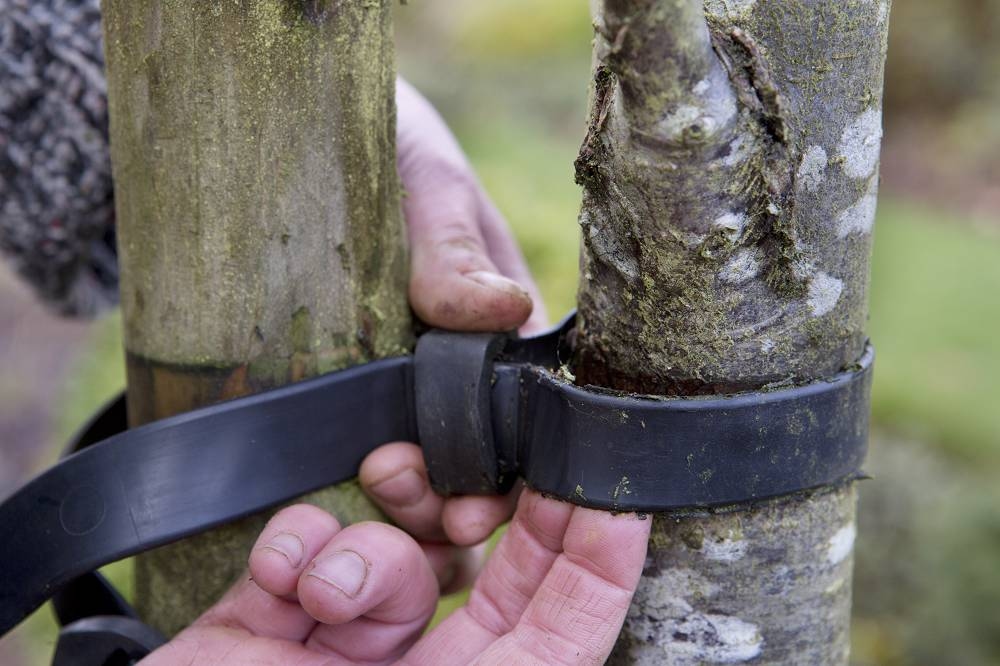 Prepara tu jardín para una tormenta o viento fuerte con estos 5 consejos