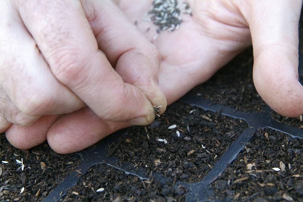 14 divertidas tareas de jardinería para la última semana de julio