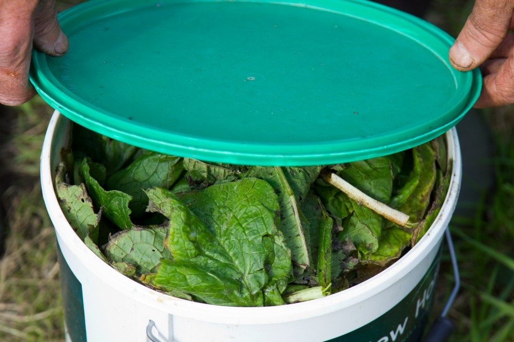 Step by step: make your own comfrey manure
