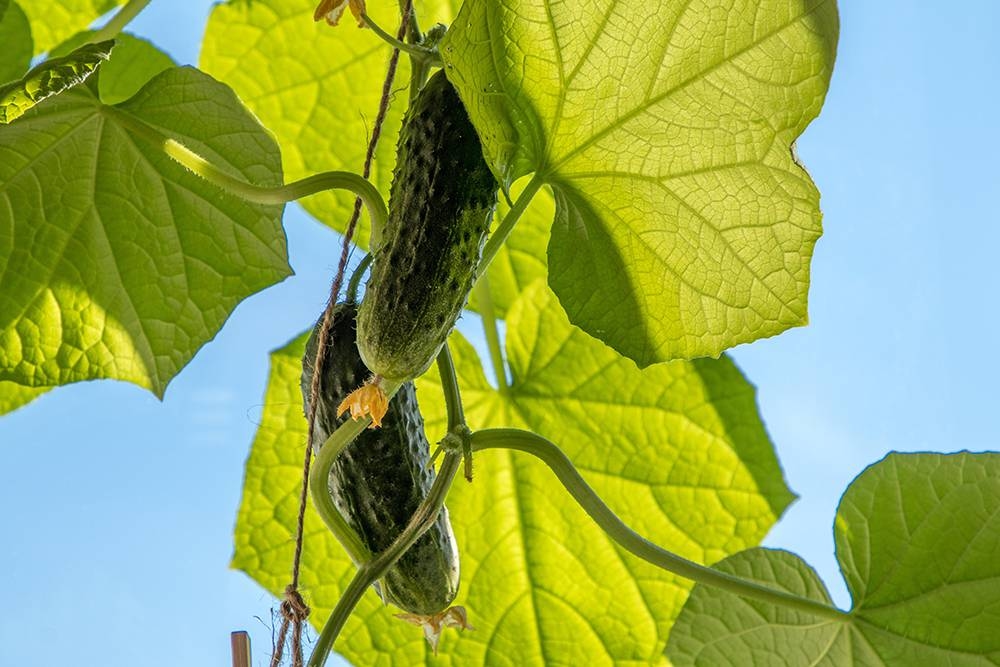 Geel blad aan je komkommers? Dit is er mis (en zo los je het op)