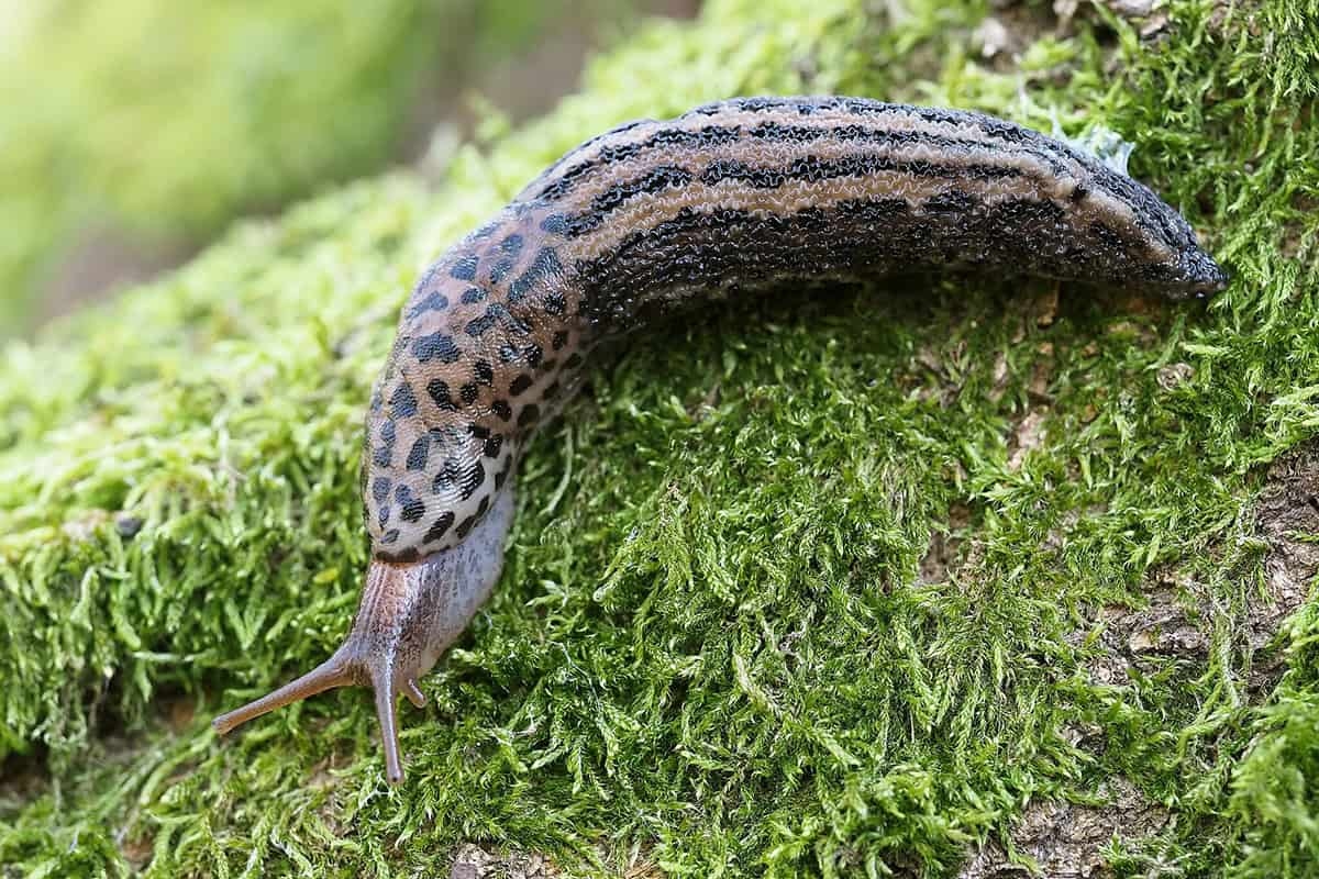 Die Tigerschnecke: Die Schnecke, die Sie wirklich in Ihrem Garten haben möchten