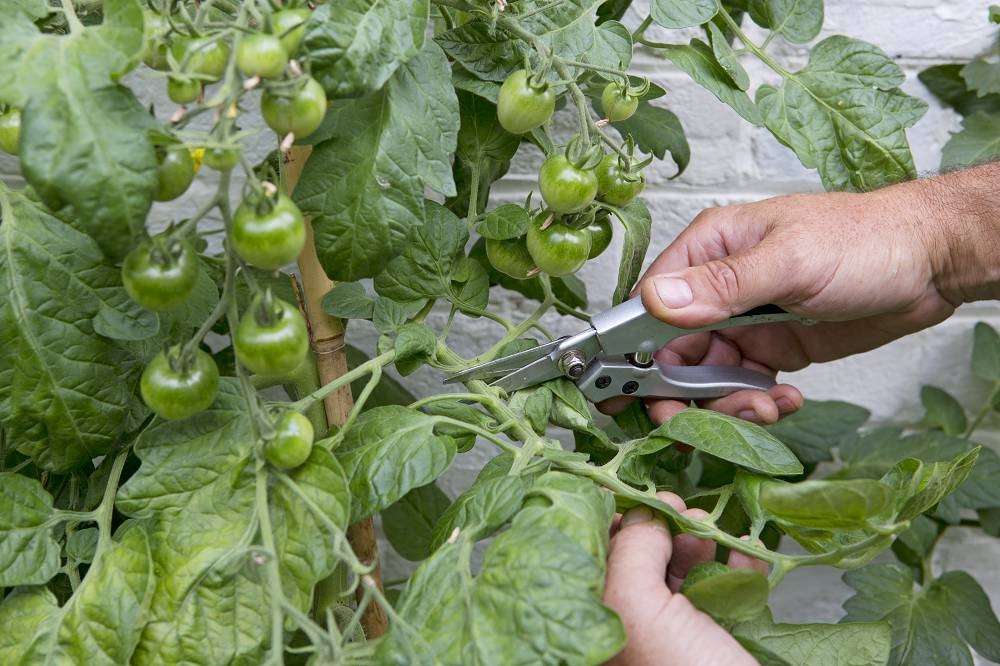 Das bedeuten gekräuselte Blätter an Tomaten (und das können Sie dagegen tun)