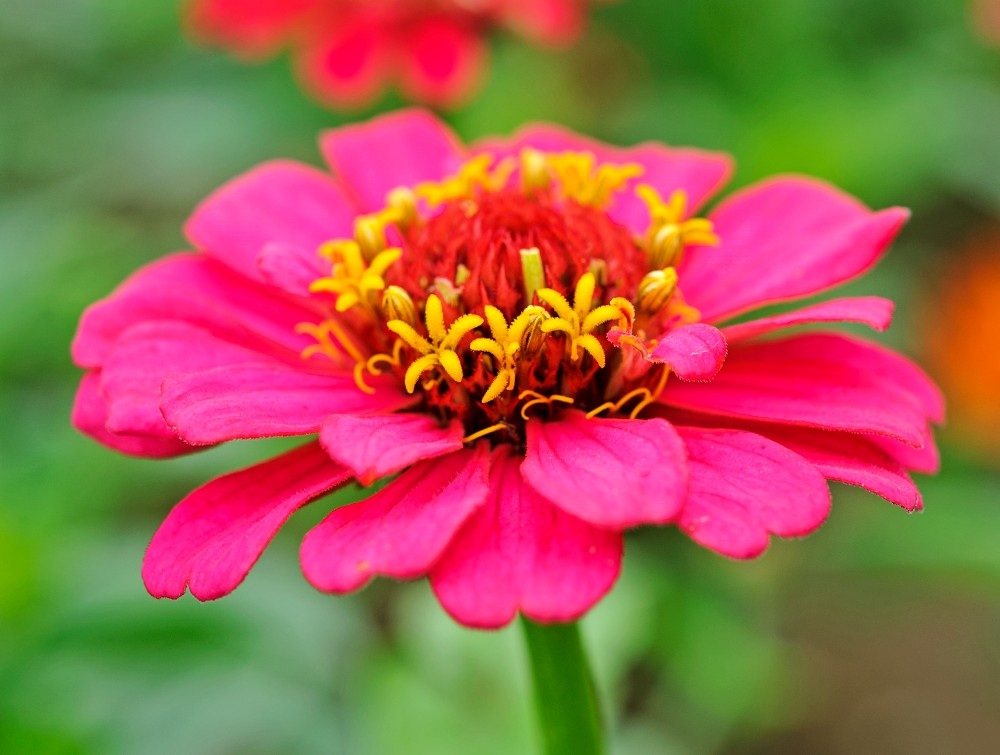 9 flores fantásticas para semear em junho