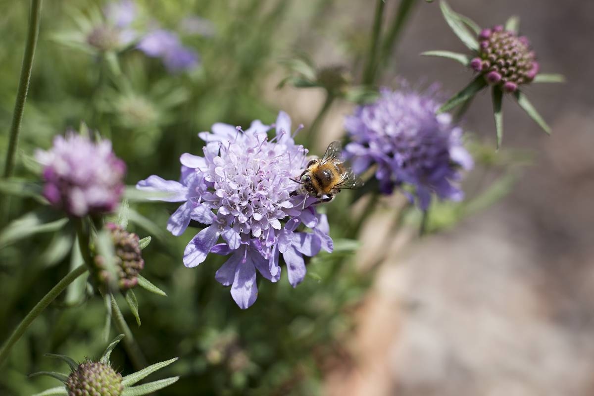 Die 12 Gartenarbeiten für diese Septemberwoche