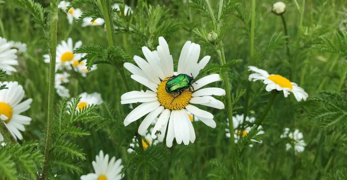 Inheemse plant: margriet (Leucanthemum vulgare)