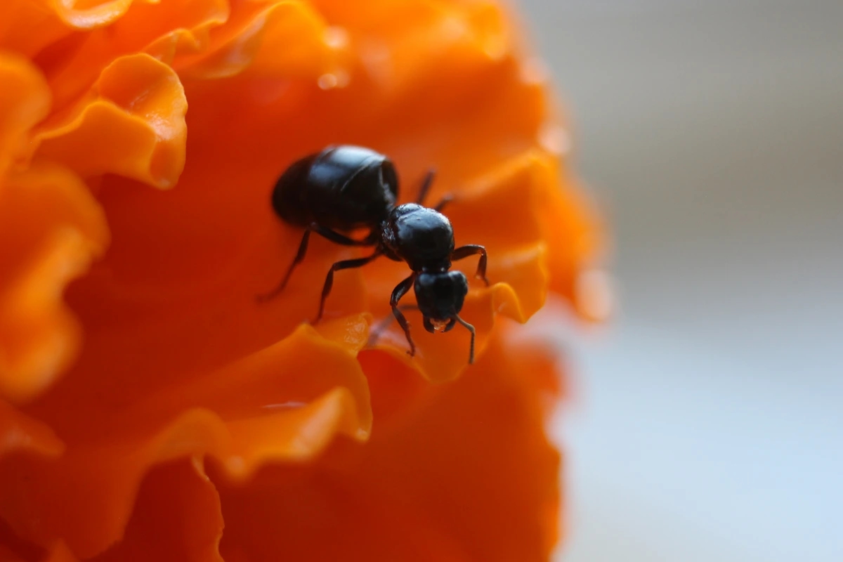 Ärgern Sie sich über Ameisen im Garten? 4x Kampf ohne Gift