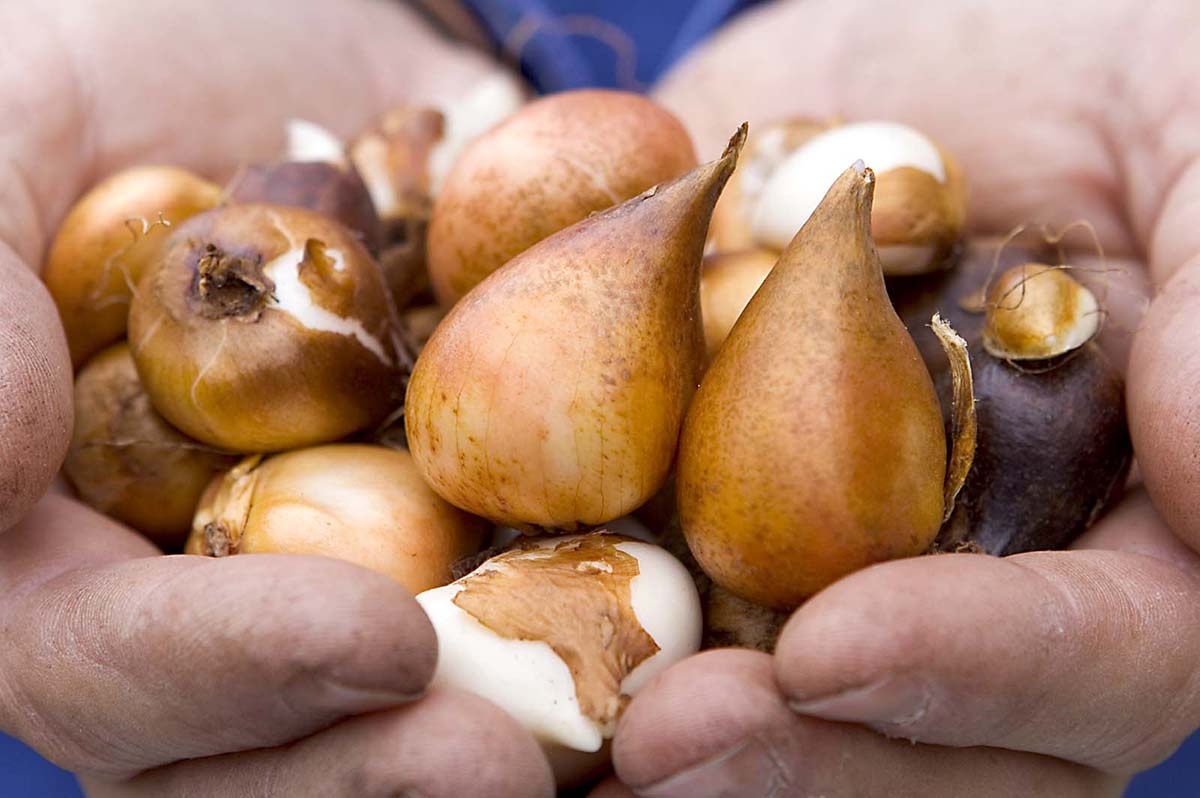 Planting flower bulbs: when and how do you do it?