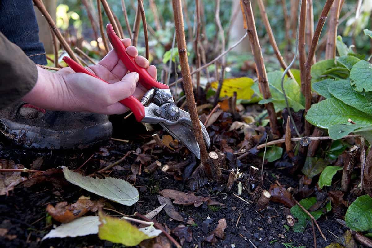 Começando a trabalhar no jardim agora? Aqui estão 13 tarefas para fazer nesta semana de novembro.