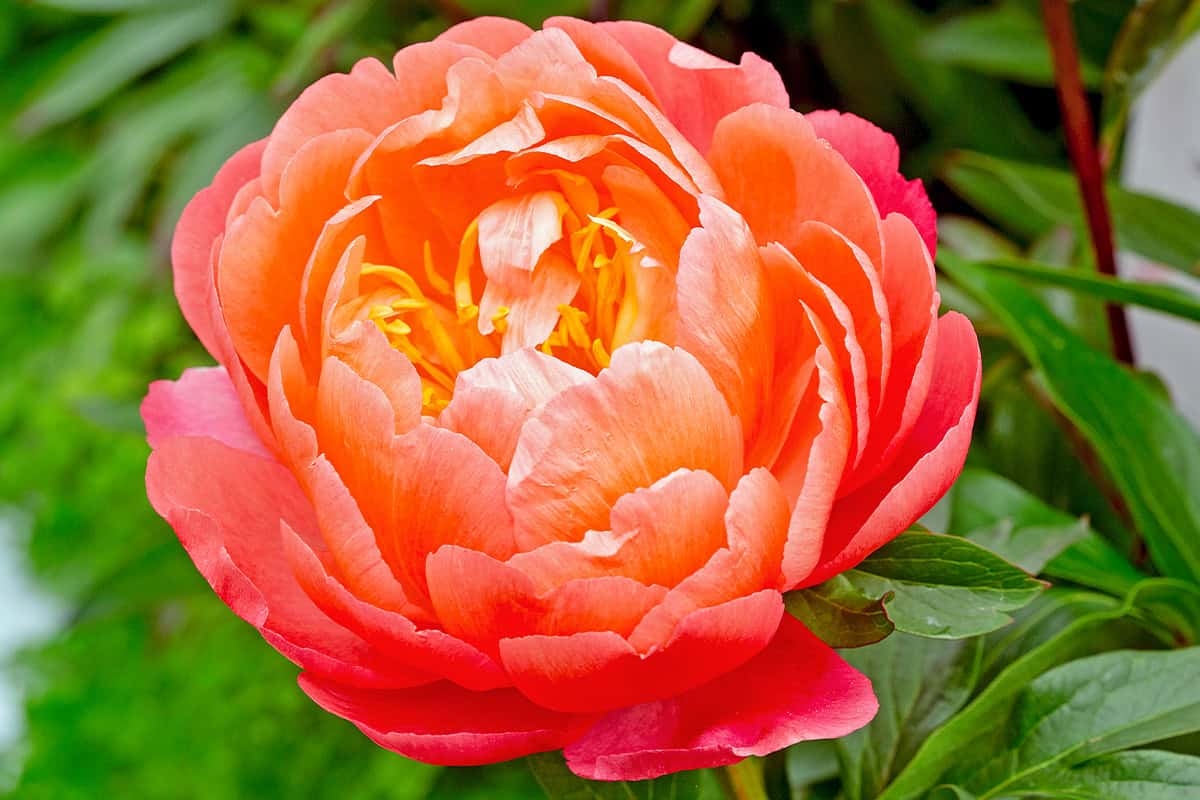 Colha você mesmo o seu jardim em junho: 7 flores para colher neste mês
