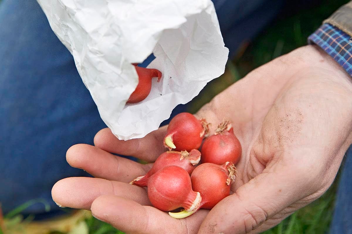 ¿Olvidaste tus bulbos de flores? Este es el último minuto para plantarlos.