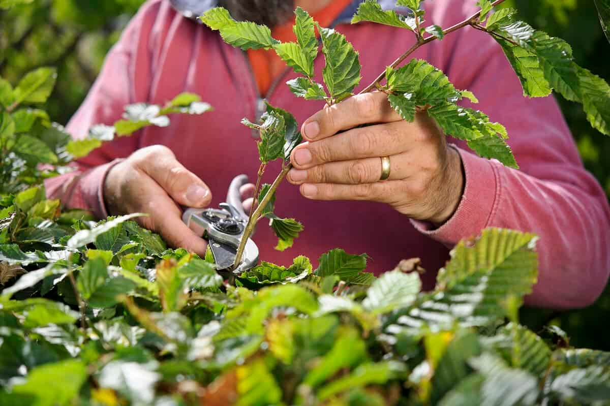 Estas são 13 coisas que você pode fazer no jardim no final de maio