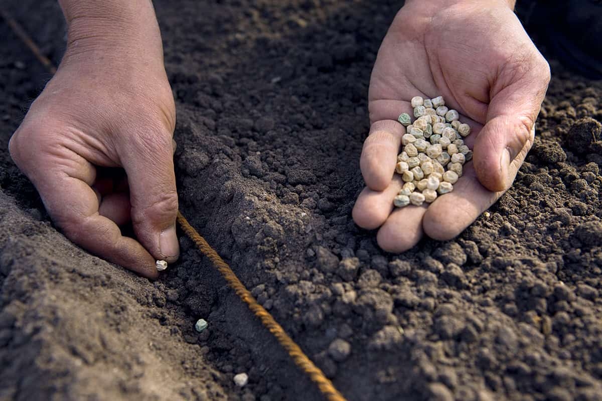 Tüm bu sebzeleri Kasım ayında ekebilirsiniz