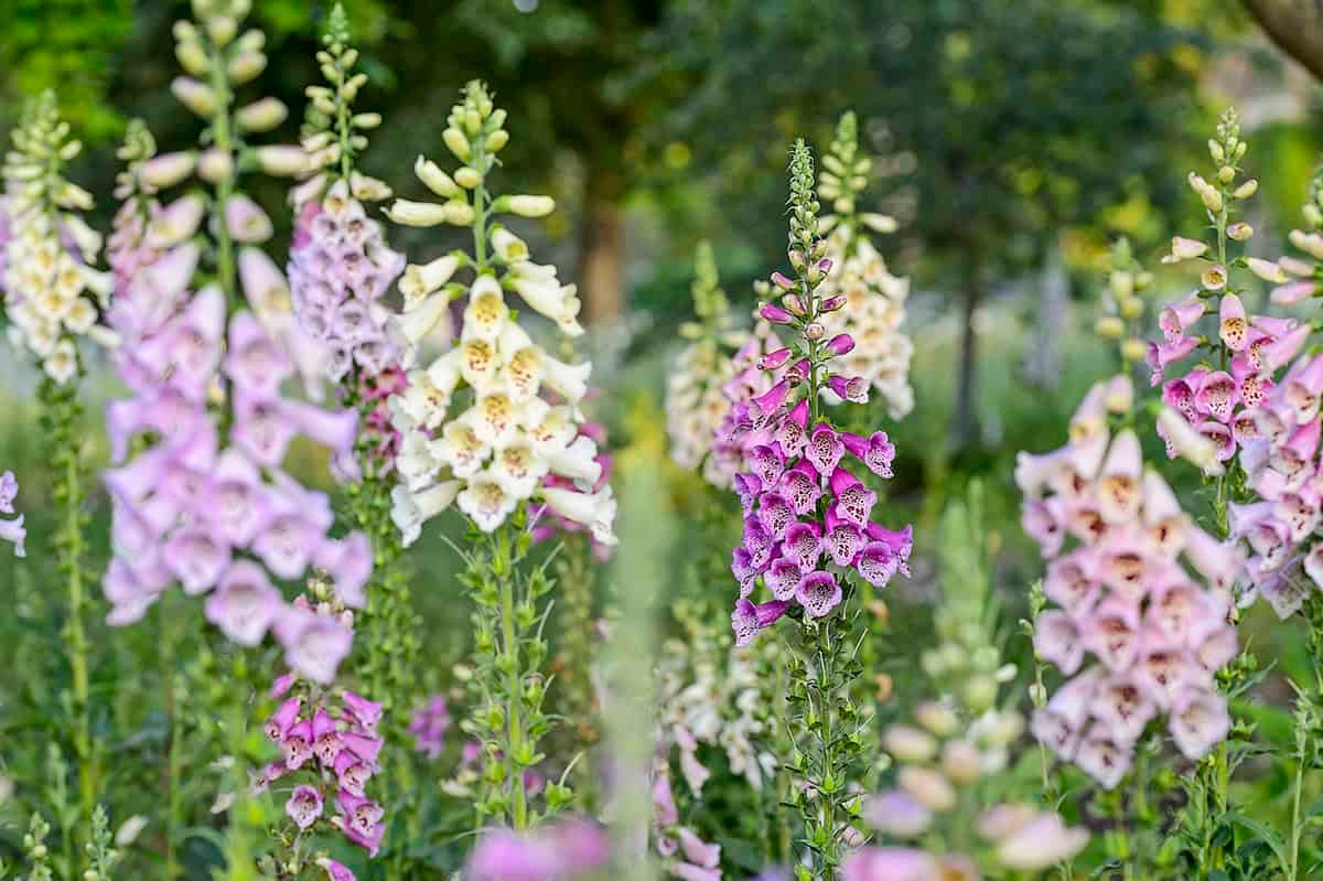 13 Dinge, die Sie Mitte Juni wirklich in Ihrem Garten tun möchten