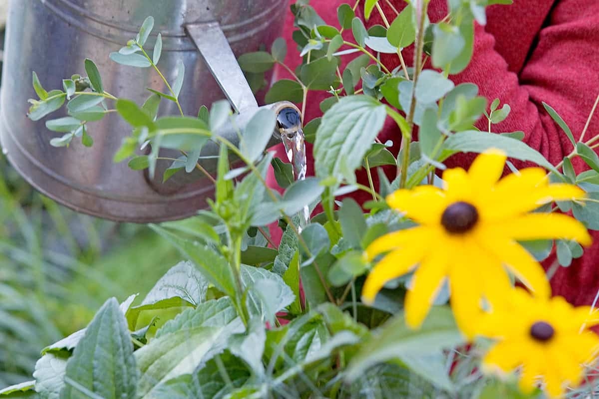 Não entre em pânico! Veja como ajudar suas plantas em vasos a sobreviver ao calor do verão