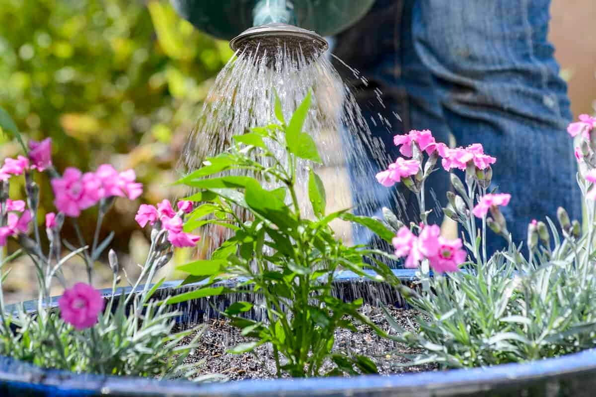 Como fazer seu jardim sobreviver ao verão seco: 10 dicas de especialistas