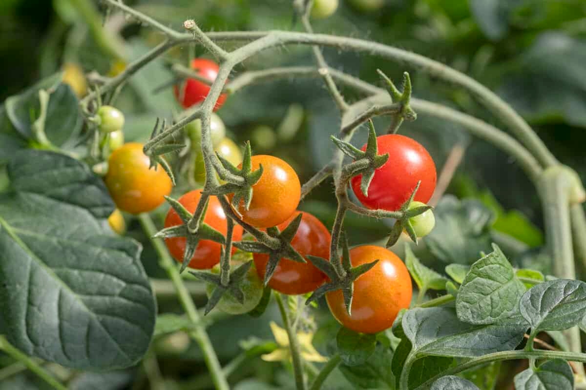 Tomatenplant verzorgen: maak deze 6 fouten niet