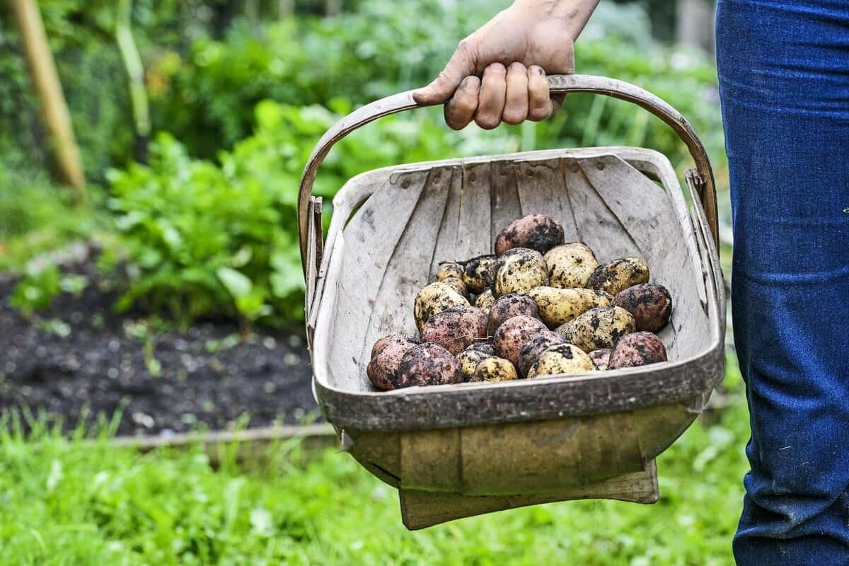 Quando colher batatas? Como reconhecer o momento certo