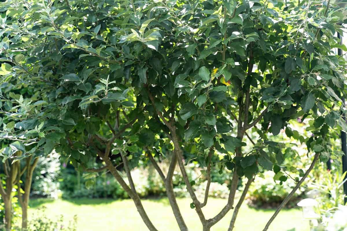 Geen appels in je appelboom dit jaar? Dit is de oorzaak