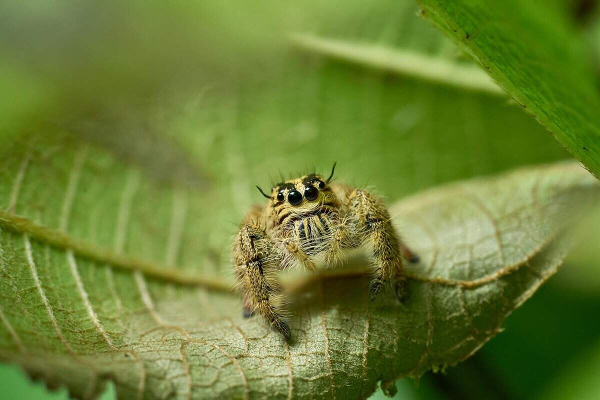 7 razões pelas quais você nunca deve expulsar aranhas do seu jardim