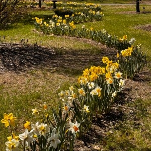 Get Growing with Mickey Rathbun: A blooming ribbon leads the eye: Landscape architect planted 1,500 daffodils in Amherst’s Orchard Arboretum