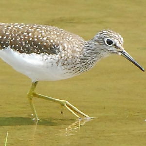 Speaking of Nature: Celebrating 28 years of Speaking of Nature: A new resolution for the future of my bird-watching