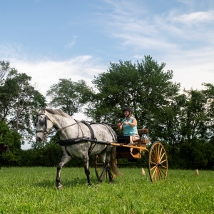 The mane event: New England Morgan Horse Show to return to Northampton
