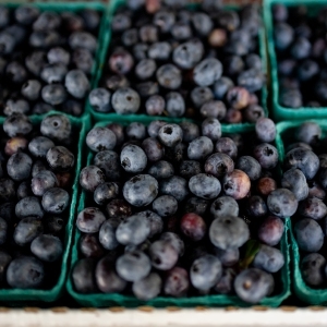 Abundancia del valle: La alegría de la temporada de arándanos: Sobieski's River Valley Farm en Whately ha estado cultivando arándanos desde 1977