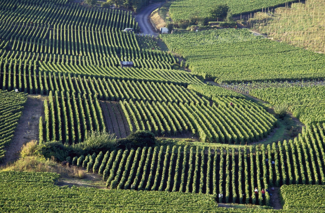 Spéculation, exportation et dérégulation… Pourquoi le champagne et le cognac sont en crise