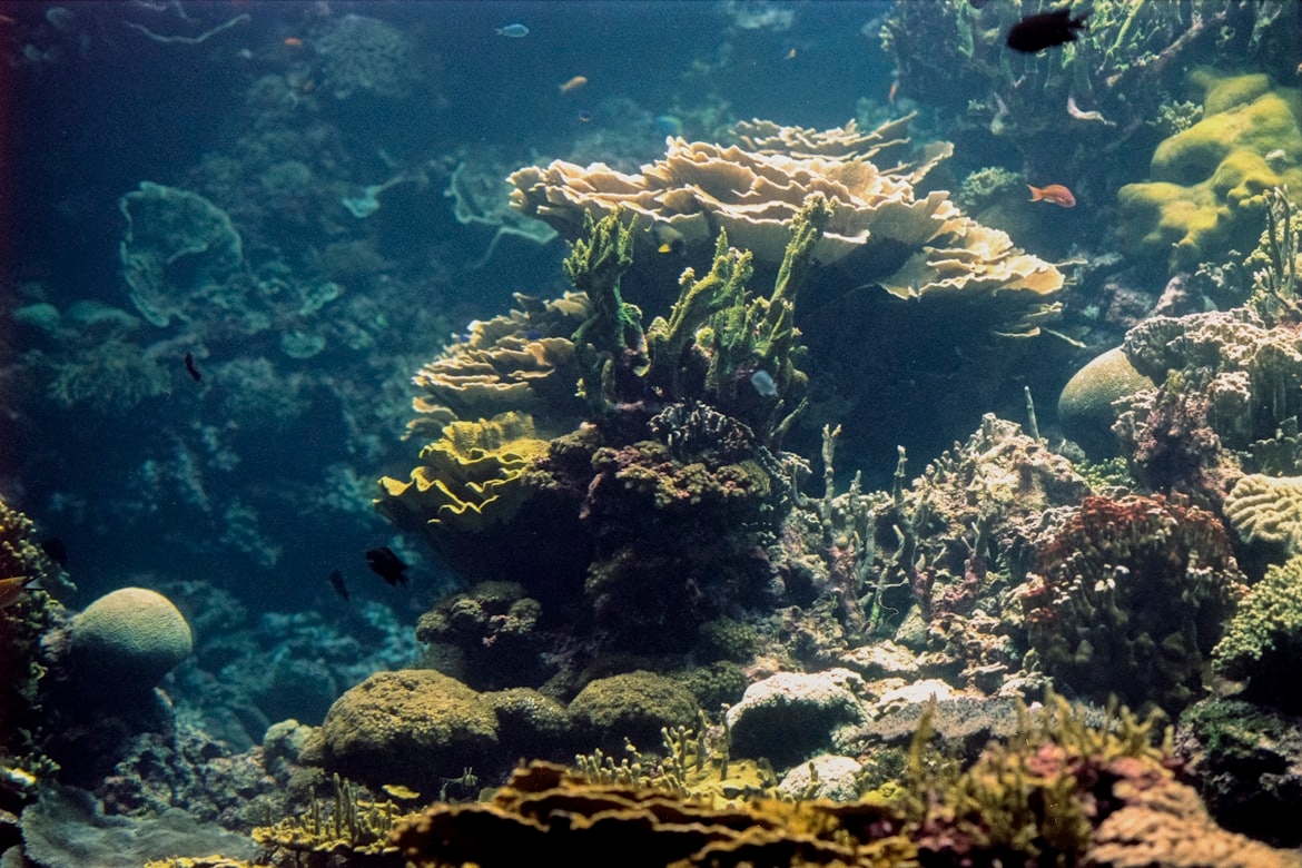 Scienza, svelato il legame tra correnti del Mediterraneo e biodiversità
