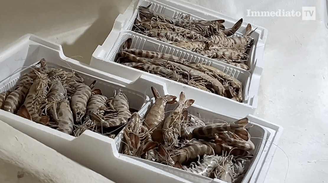 Visverbod in de Adriatische Zee: van Manfredonia tot Bari tot 29 september