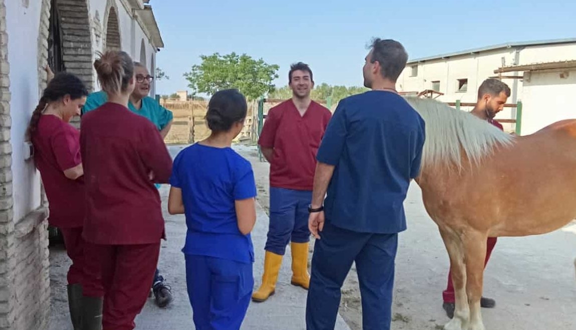 Tussen de paarden van Emmaus ervaren de studenten diergeneeskunde de paardengeneeskunde en de waarde van de ontmoeting