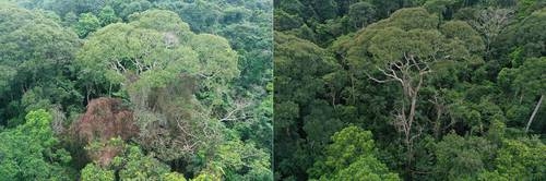 L'arbre survit à la foudre et la transforme en son arme secrète pour dominer la forêt