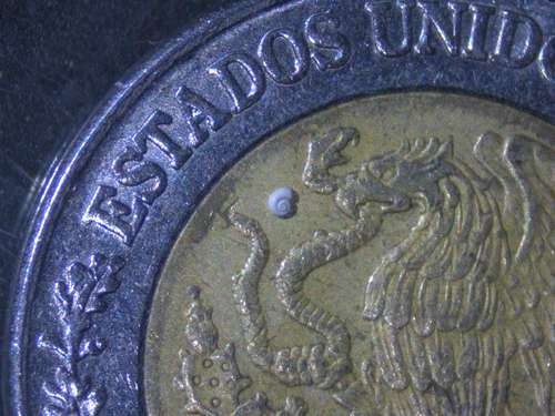 Schnecke, deren Schale 0,7 Millimeter misst, lebt in Coahuila