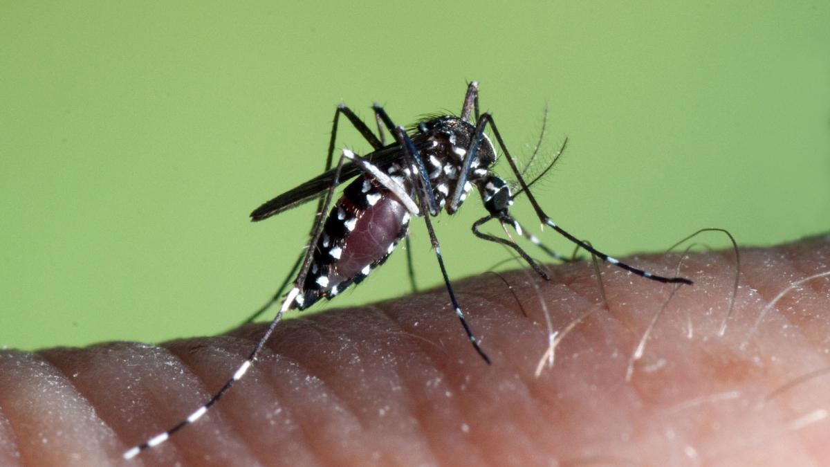 O mosquito tigre já invadiu uma área da Espanha onde vive 66% da população.