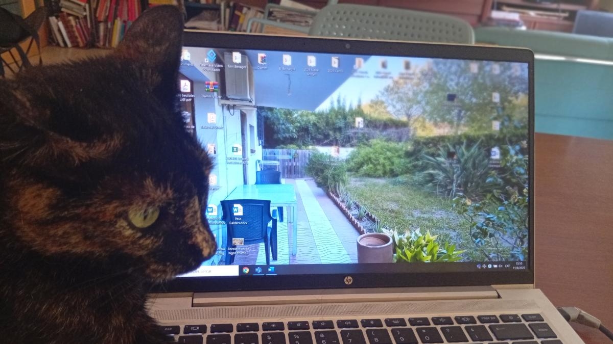 Meditaties van de kat Murr